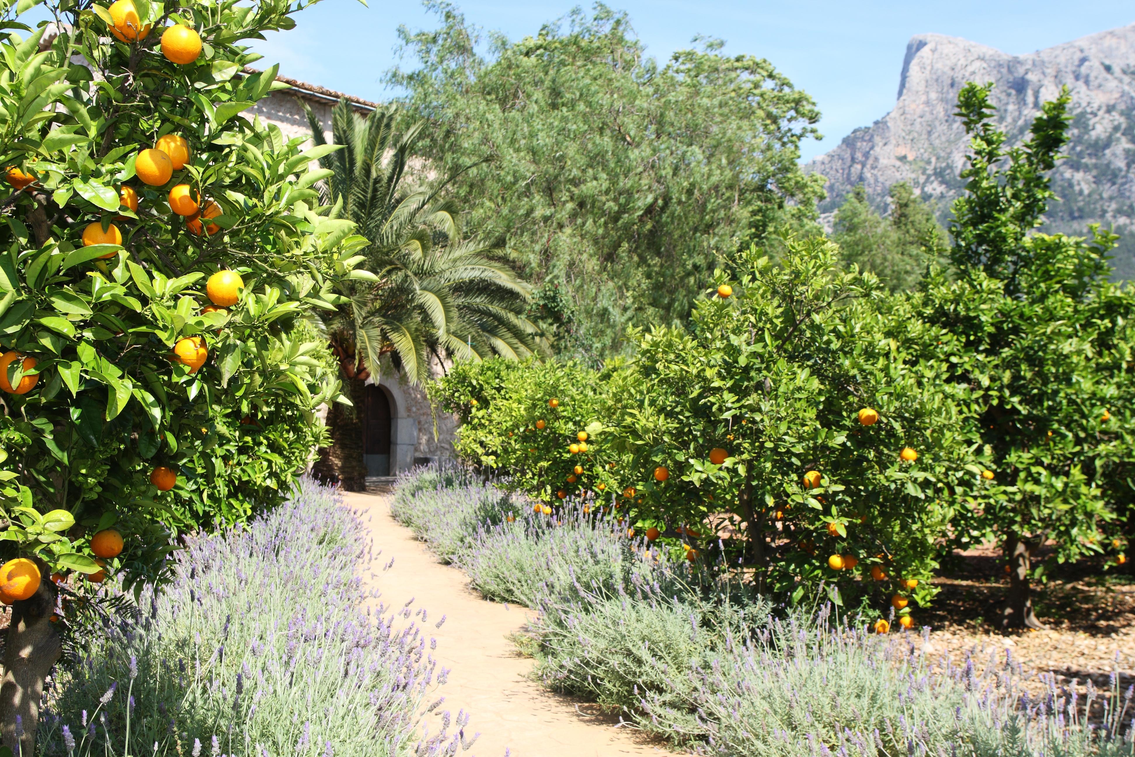 Finca Ca'S Curial - Agroturismo - Adults Only Sóller Екстериор снимка
