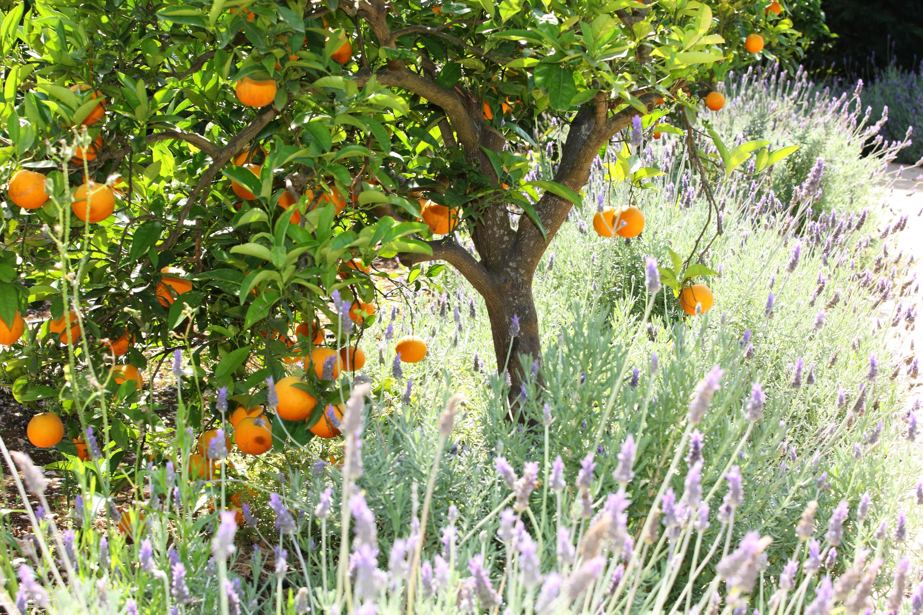 Finca Ca'S Curial - Agroturismo - Adults Only Sóller Екстериор снимка