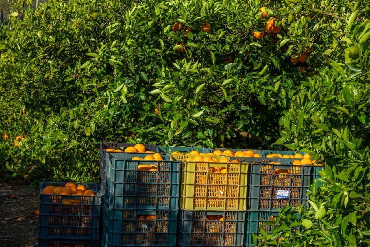 Finca Ca'S Curial - Agroturismo - Adults Only Sóller Екстериор снимка